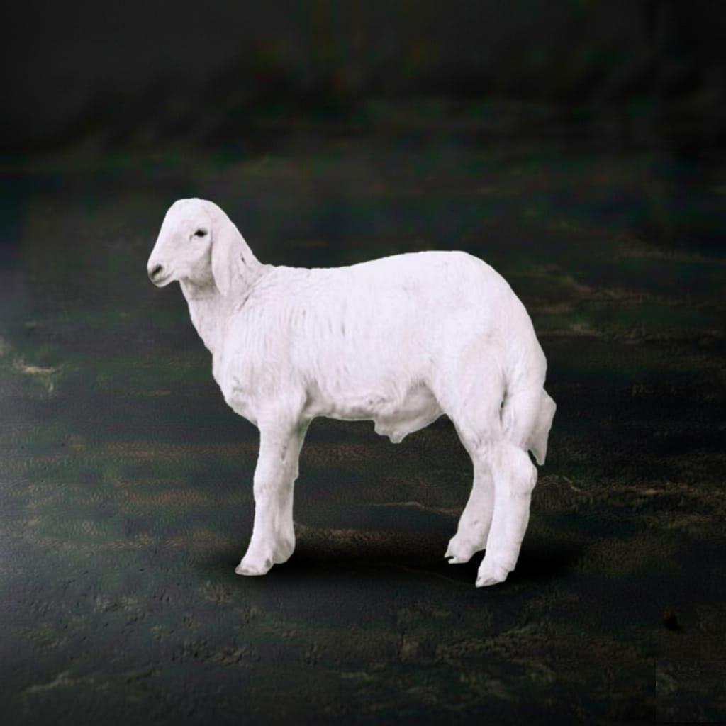 نص حرى هرفى وسط