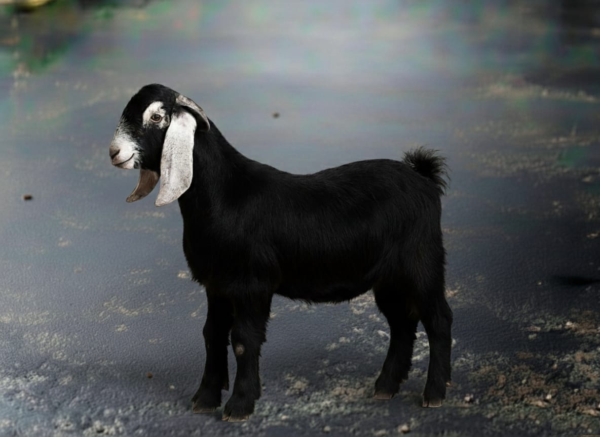 ربع تيس لباني كامل